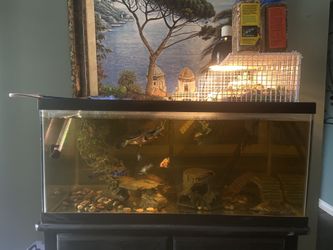 50 Gallon Tank