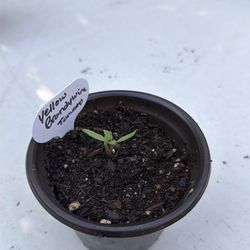 Yellow Brandywine Tomato plant seedlings