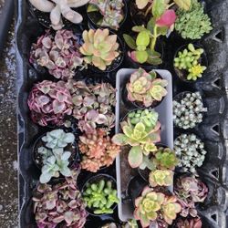 SUCCULENTS  PLUS MORE. SALE ON SUNDAY IN SAN LORENZO