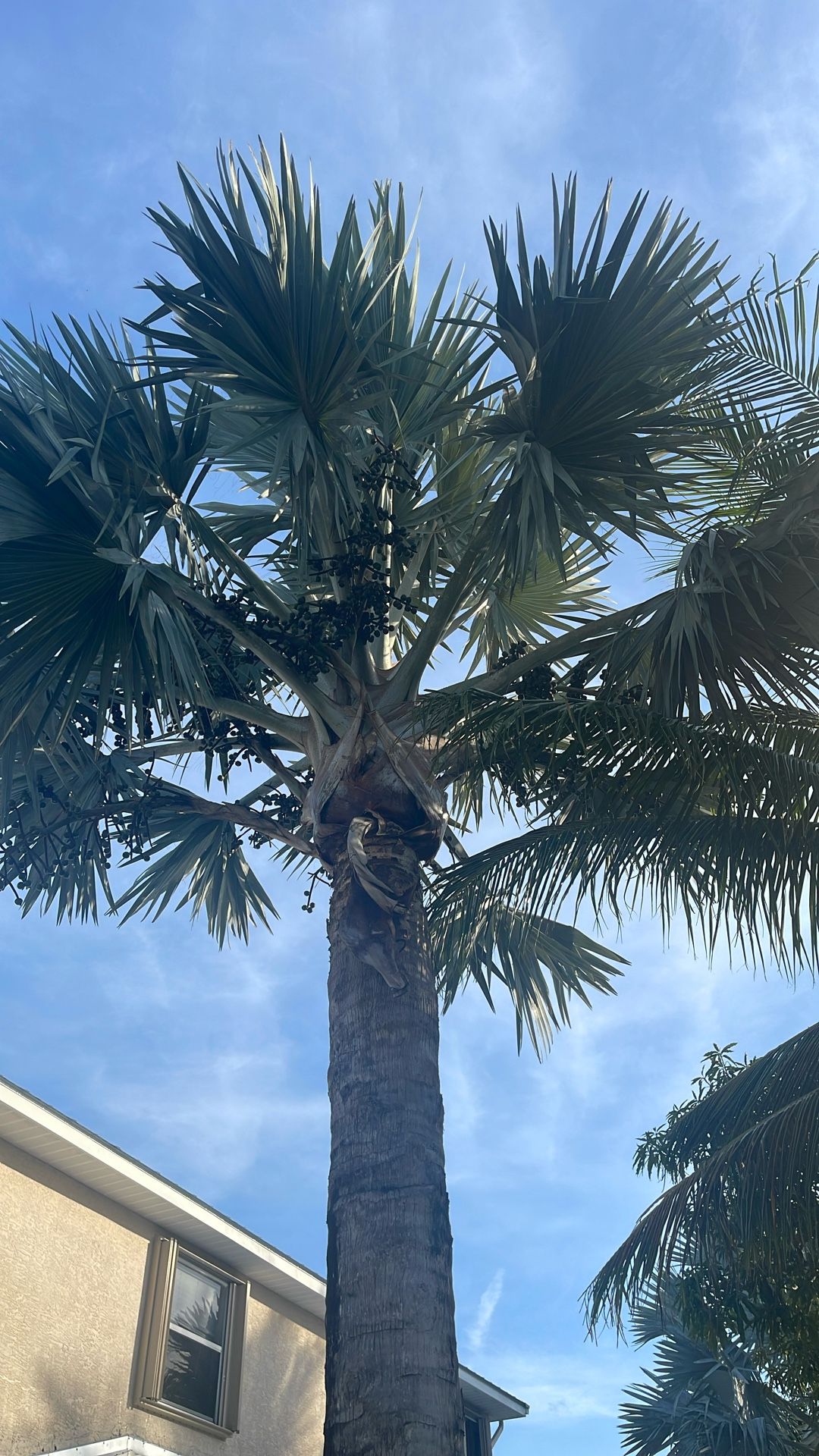 Attention Nursery’s And Builders: Tall Bismarck Palms 