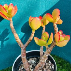 Variegated Jade  tree Crassula obstacle Argentea “money Tree” Rare imported Korean succulents  live rooted 6”