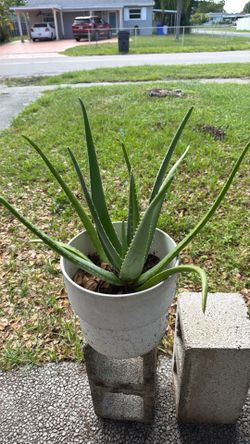 Aloe plants
