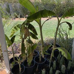 Banana Plants