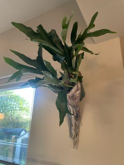 Lowered price Giant Tropical Staghorn Ferns Wall Mounted Easy watering