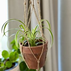 Spider Plant