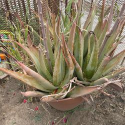 Aloe Vera Plant