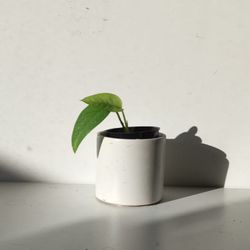 Rare Cebu Blue Pothos Money Plant/ House Plant/ Indoor Plant Flower Patio Garden 