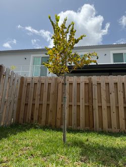 Green buttonwood tree