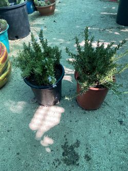 Rosemary