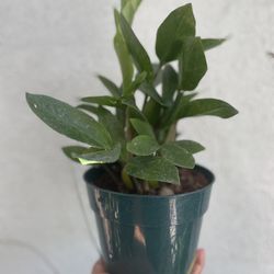 Zz Plant 