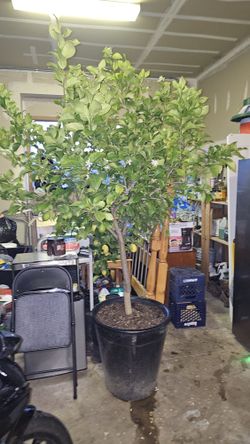 Lemon Tree