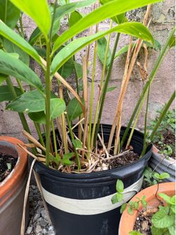 Mature Thai gelanga lengkuas large pot