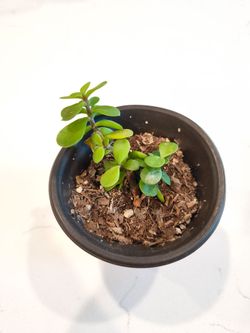 Starter Elephant Bush 3.5" Pot