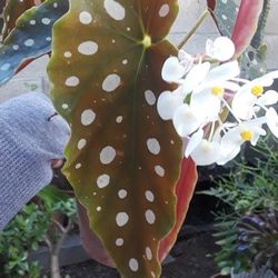 Flowering  Begonia