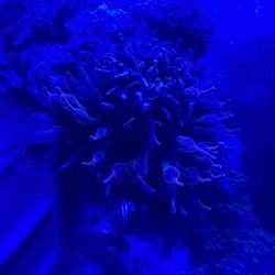 Bubble Tip Anemone For Sale 