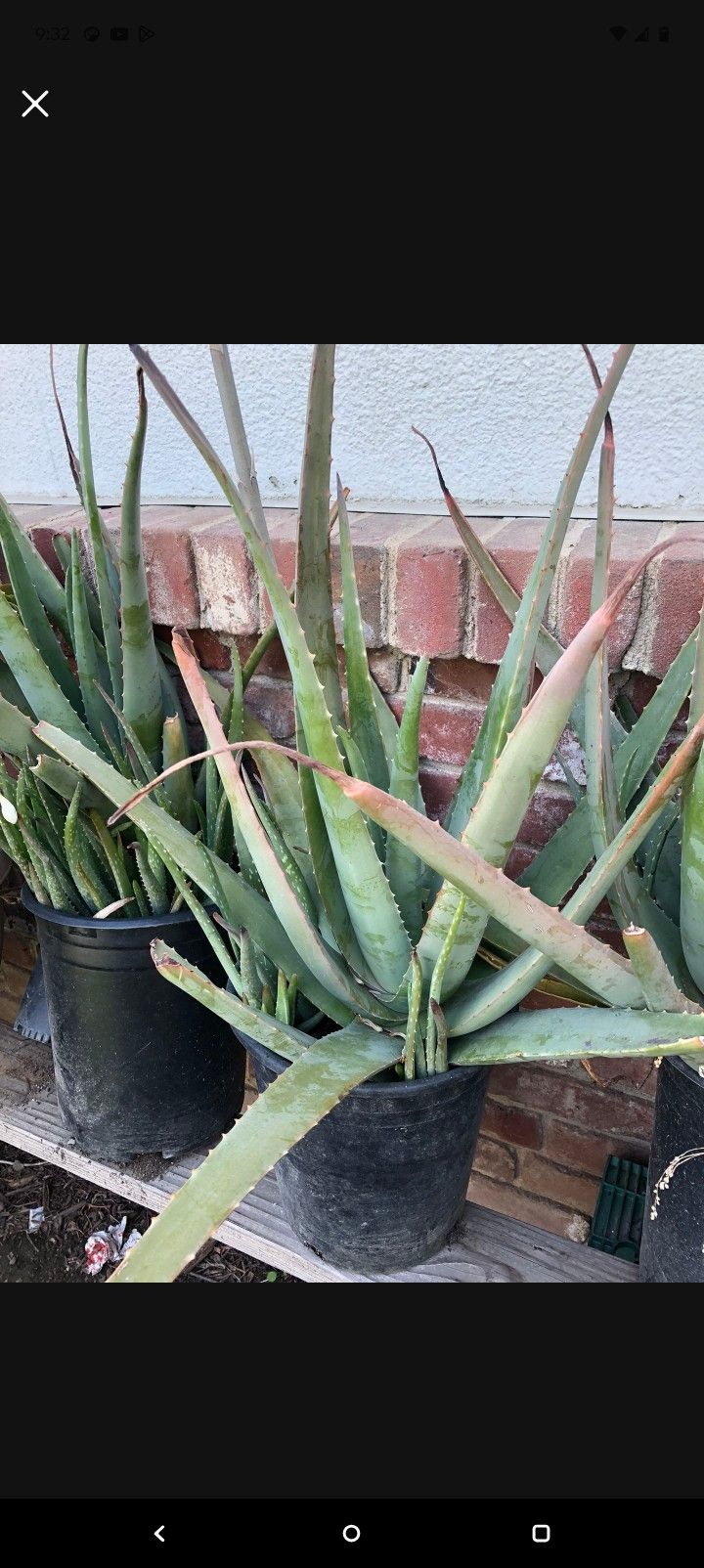 Big Aloe Vera Plant