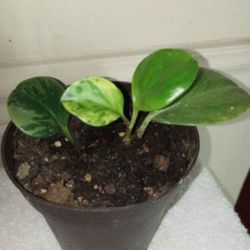 Variagated Pepperomia Obtusifolia - Baby Rubber Plant