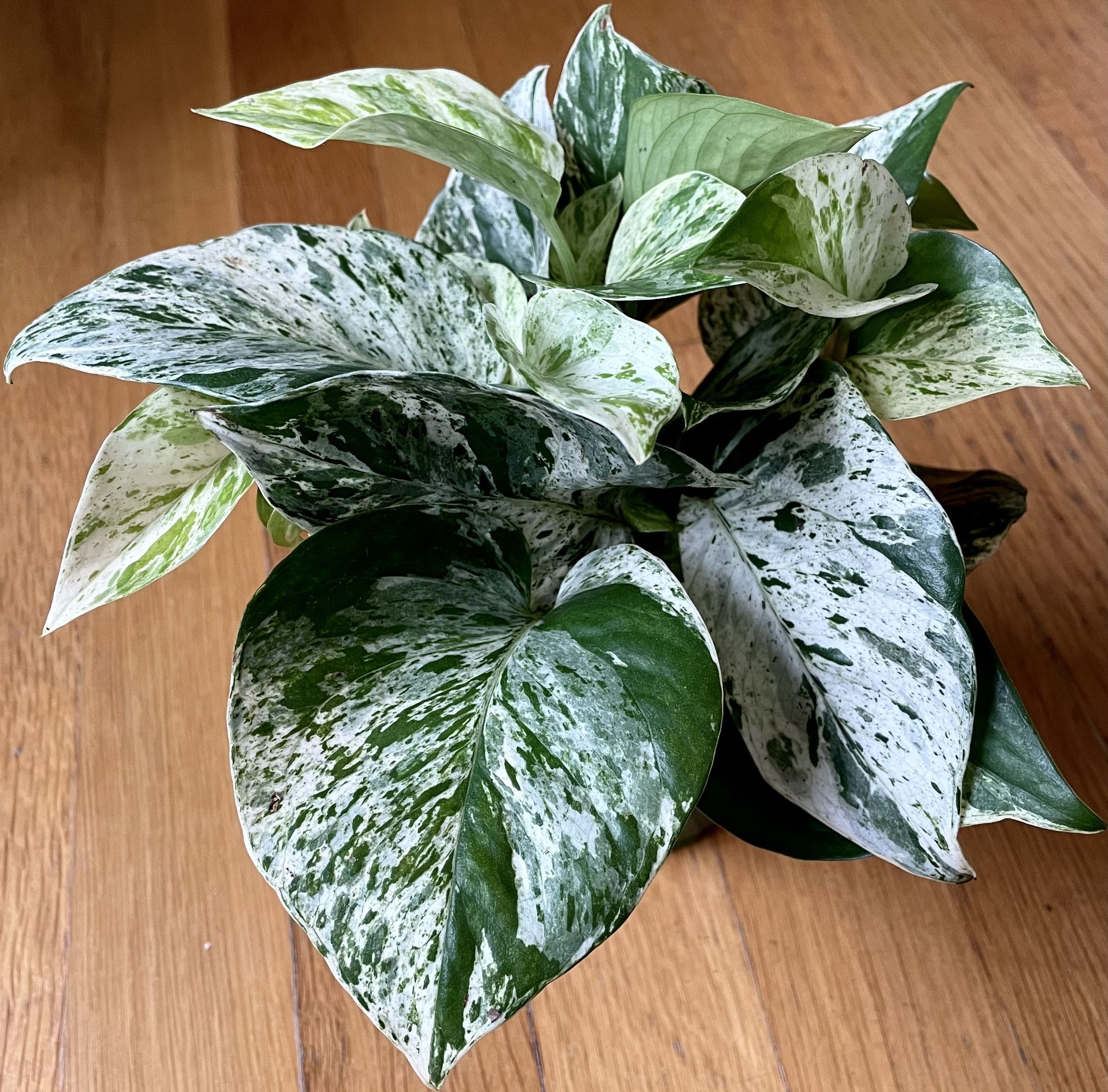 Marble Queen Pothos / LowLight Friendly/ Free Delivery Available for