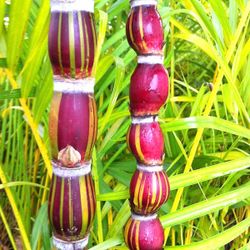 Buddha Belly Sugarcane Sugar Cane Plant