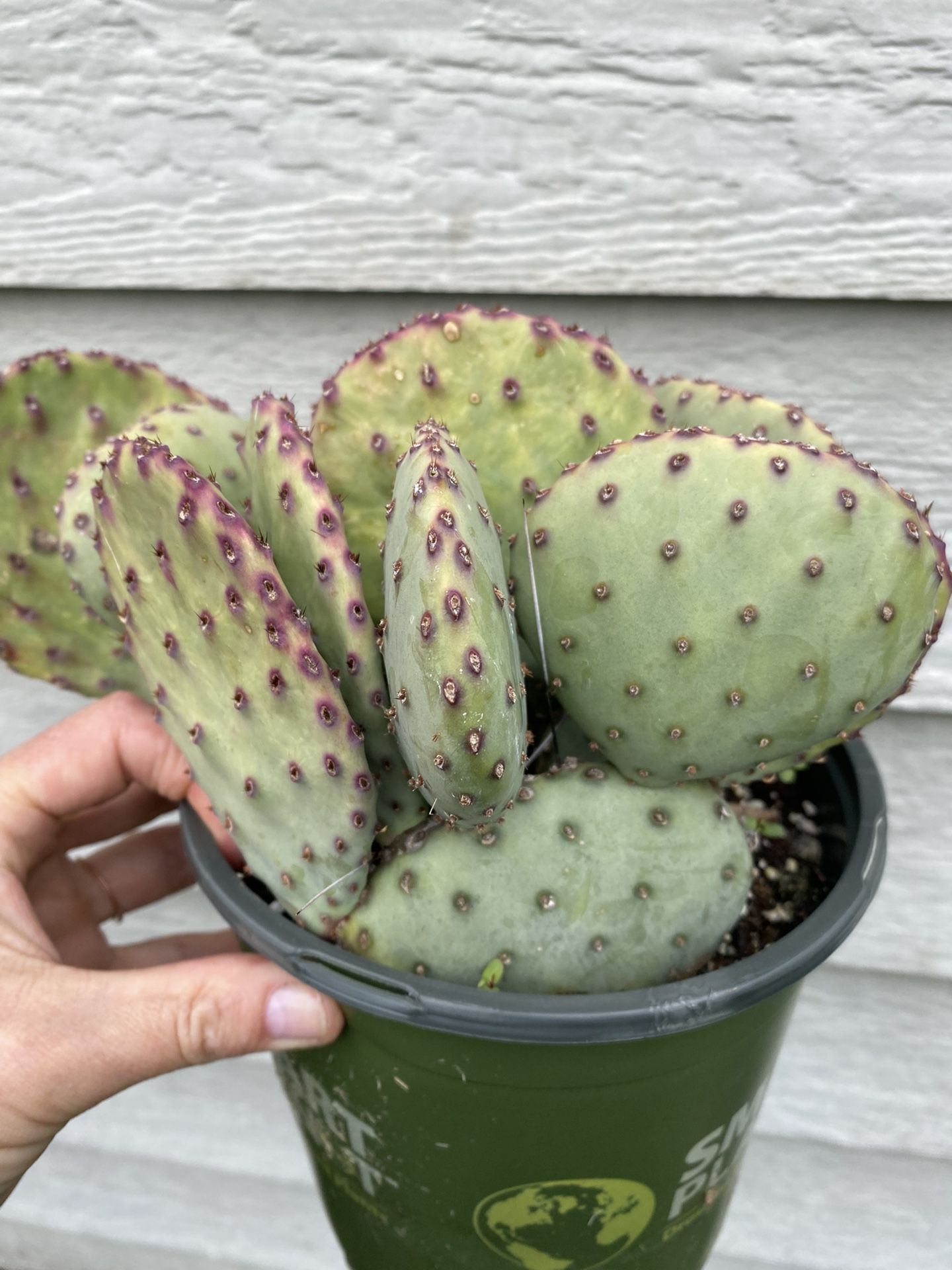 Opuntia Sapphire wave Cactus for Sale in Federal Way, WA - OfferUp