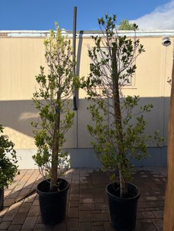 15gal ficus columns 6ft
