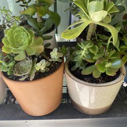 Beautiful Succulents 