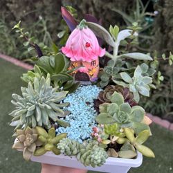 Cute Succulents Garden 