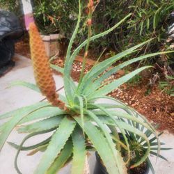Hybrid Aloe Plants Safari Sunrise/Orange/