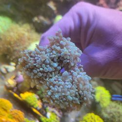 Aquarium Decoration 