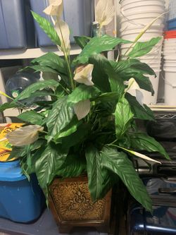 Artificial Lilly Plant 