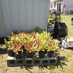 Bromelia