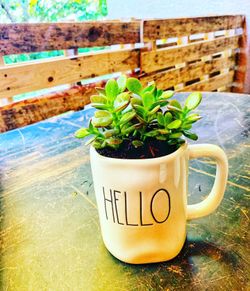 Rae Dunn Mug with Natural Succulent (Jade)