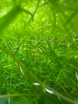Guppy Grass