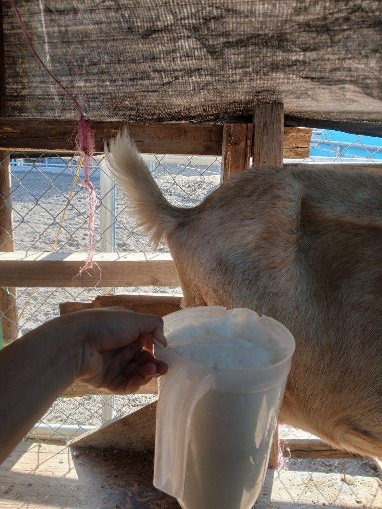 Leche De Chiva Fresca