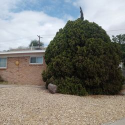 Tress.rocks.rockwall Rep