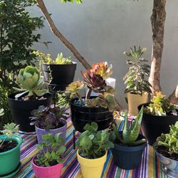 Various Succulents $5 Each Nicely Potted At Kevin’s Creations In Land Park Accepting Cash App Zelle And Cash Buy 2 For $7