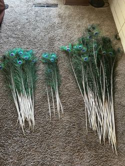 Peacock Feathers