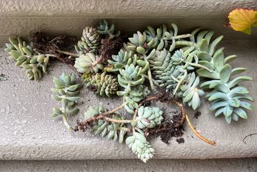 Succulent Propagules
