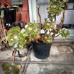 Large Sculptural Aeonium Plant (multi-rosette) 
