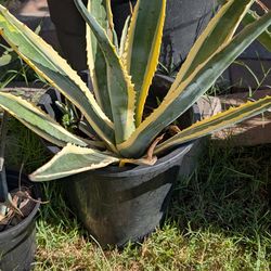 Plant