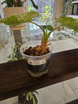 Variegated Alocasia Odora