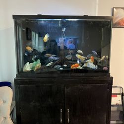110 Gallon Fish Tank