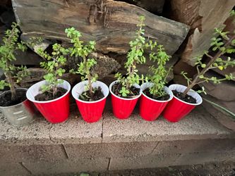 Small Plants $5 Ea Elephant Food Agave Aloe Vera Moss Rose