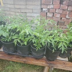 Organic Tomatoes Each $4