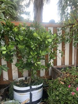 Árbol de Naranjas