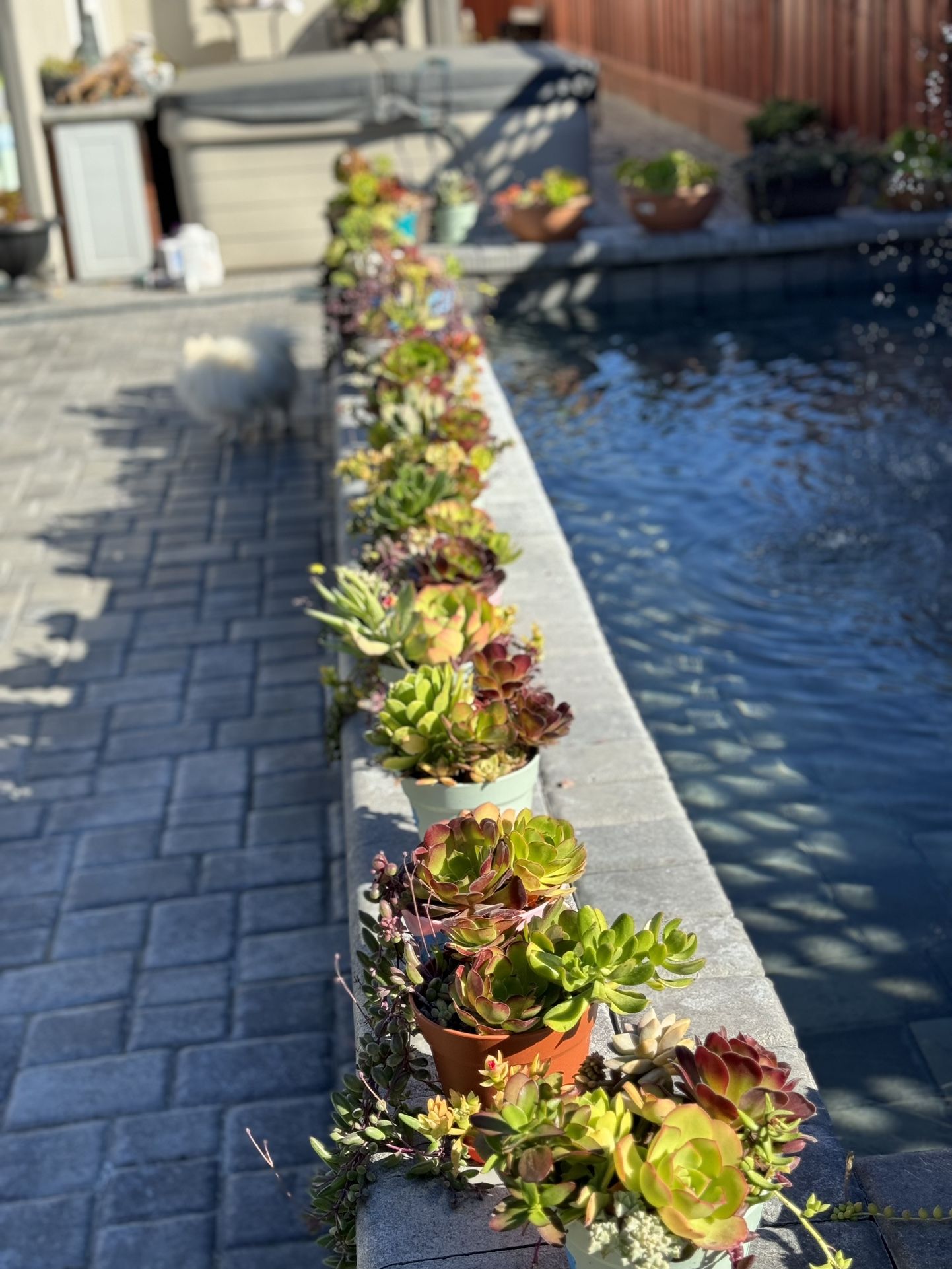 Succulent arrangements $20-$25 Each