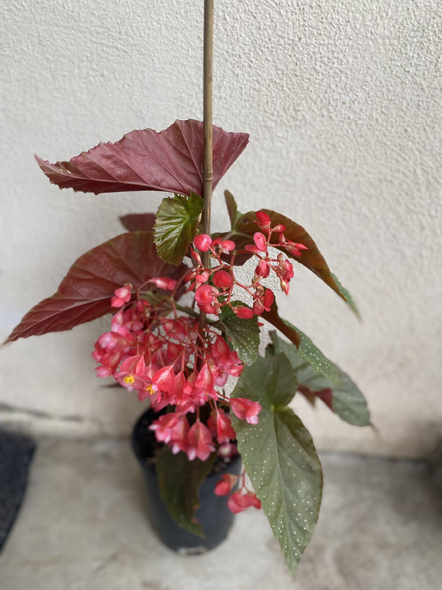 Ángel Wing Begonia Red Large Flowers Plant, Is Shade Plant In 1 Gallon Pot Pick Up Only