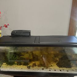 Fish Tank  55"