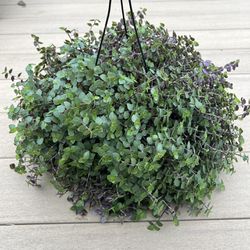 Callisia repens, Inch plant, Live plant comes in a 6” nursery pot. Check profile for more plants 