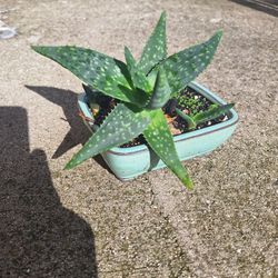 Succulent In Glazed Pot